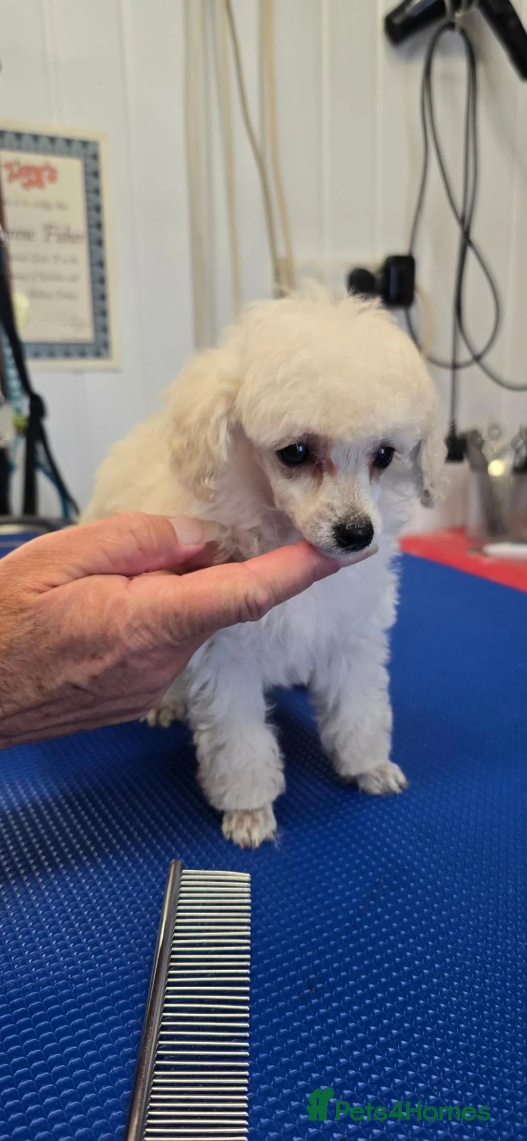 Toy Poodle dogs for sale: Toy poodle pups white - Advert 7