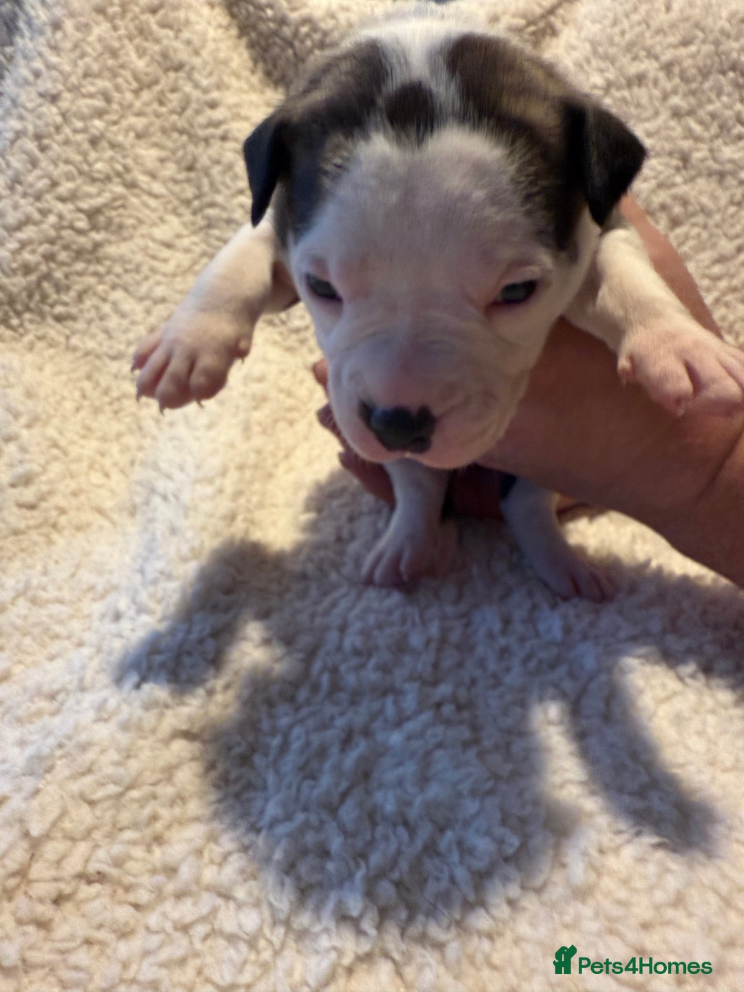 Mixed Breed dogs for sale: Beautiful chunky staffy/pocket bully pups - Advert 4
