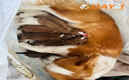 Chihuahua dogs for sale: 6 Gorgeous Chihuahua Puppies 🐶💙🩷🩷🩷🩷💙  - Image 3