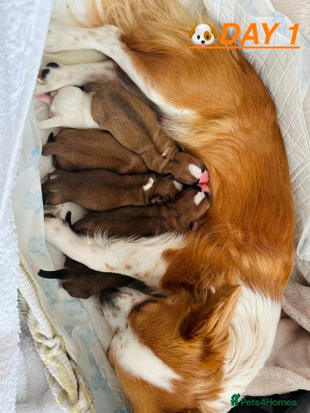 Chihuahua dogs for sale: 6 Gorgeous Chihuahua Puppies 🐶💙🩷🩷🩷🩷💙  - Image 3