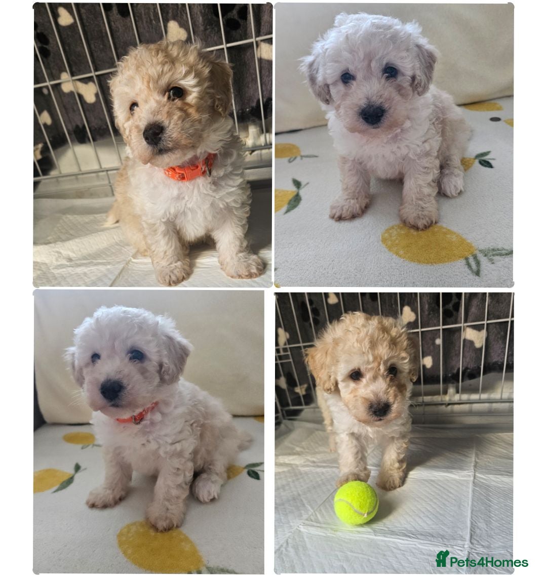 Cavapoo dogs Cavapoo puppies  - Advert 16