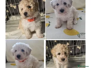 Cavapoo dogs Cavapoo puppies - Advert 1