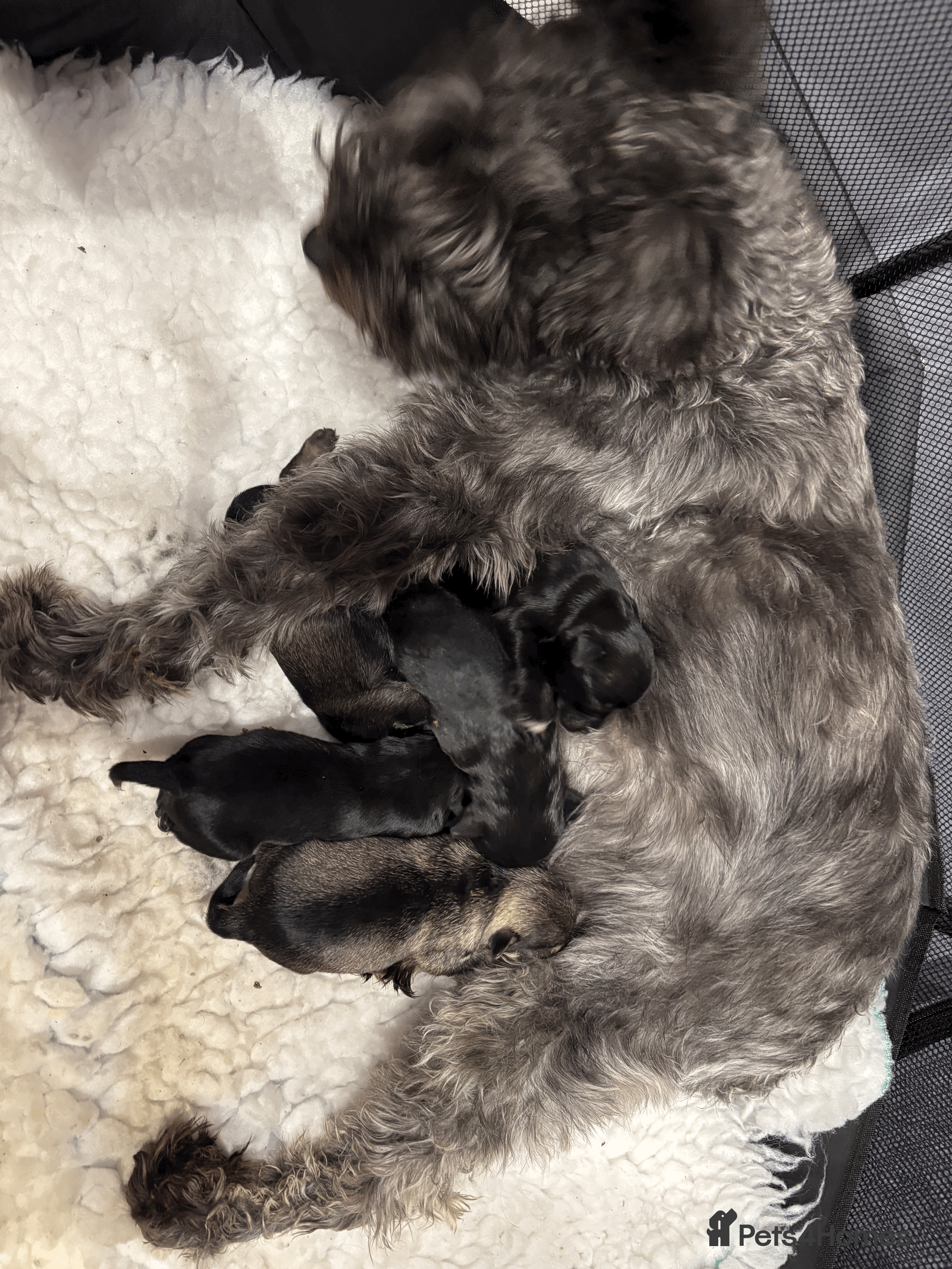 Miniature Schnauzer dogs Long awaited Miltonminis - Advert 9