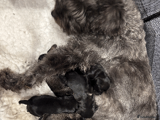 Miniature Schnauzer dogs Long awaited Miltonminis - Advert 6