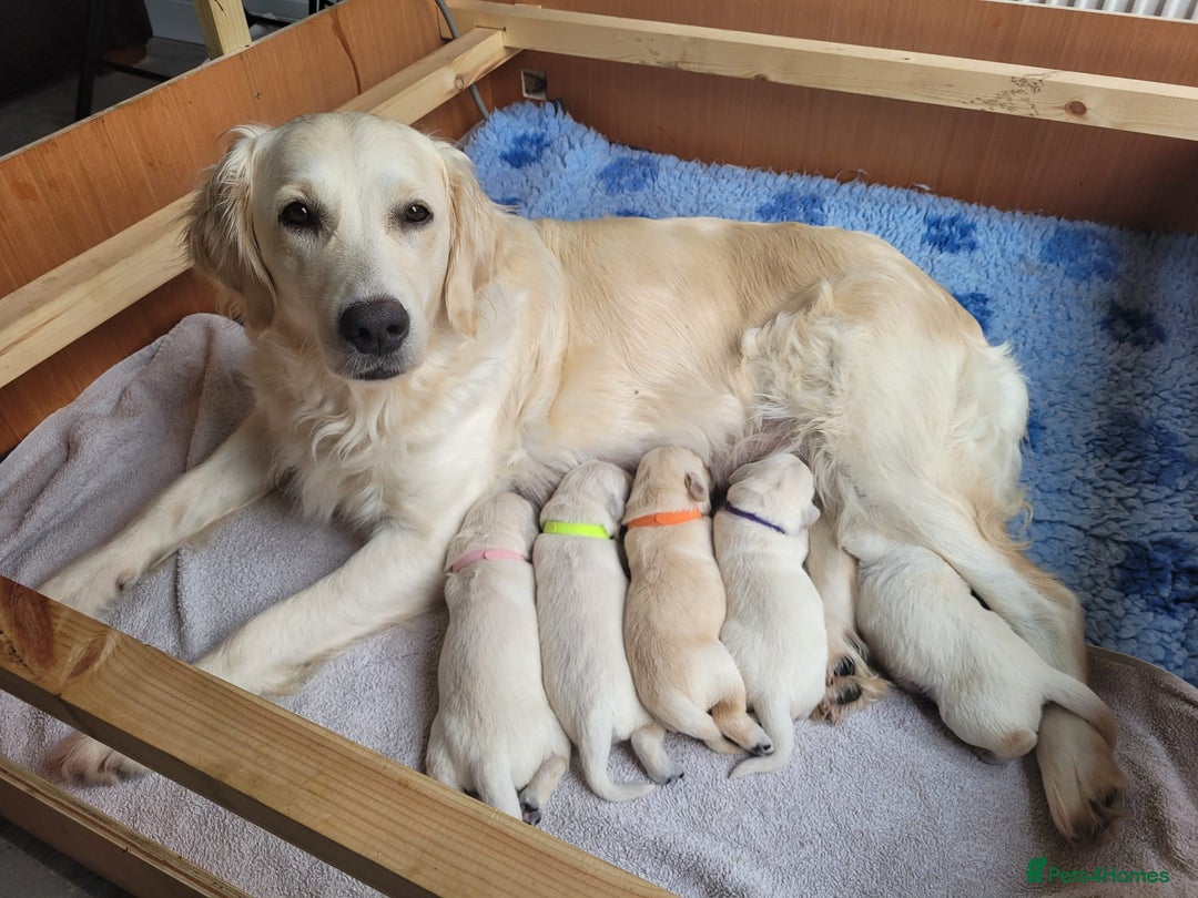 Golden Retriever dogs for sale: Golden Retriever Pups – First Class Homes Wanted - Image 8