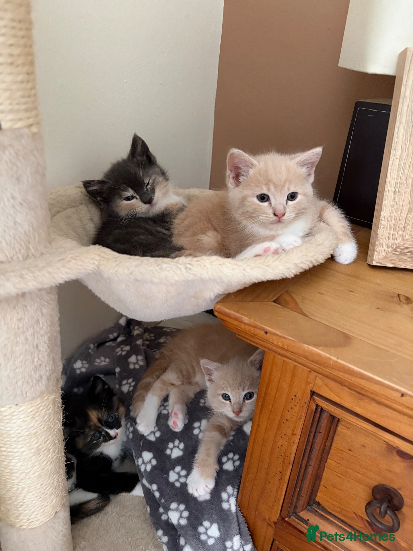Ragdoll cats Gorgeous ragdoll cross kittens  - Advert 1