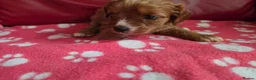 Cavapoo dogs for sale: F1 cavapoos  - Advert 18