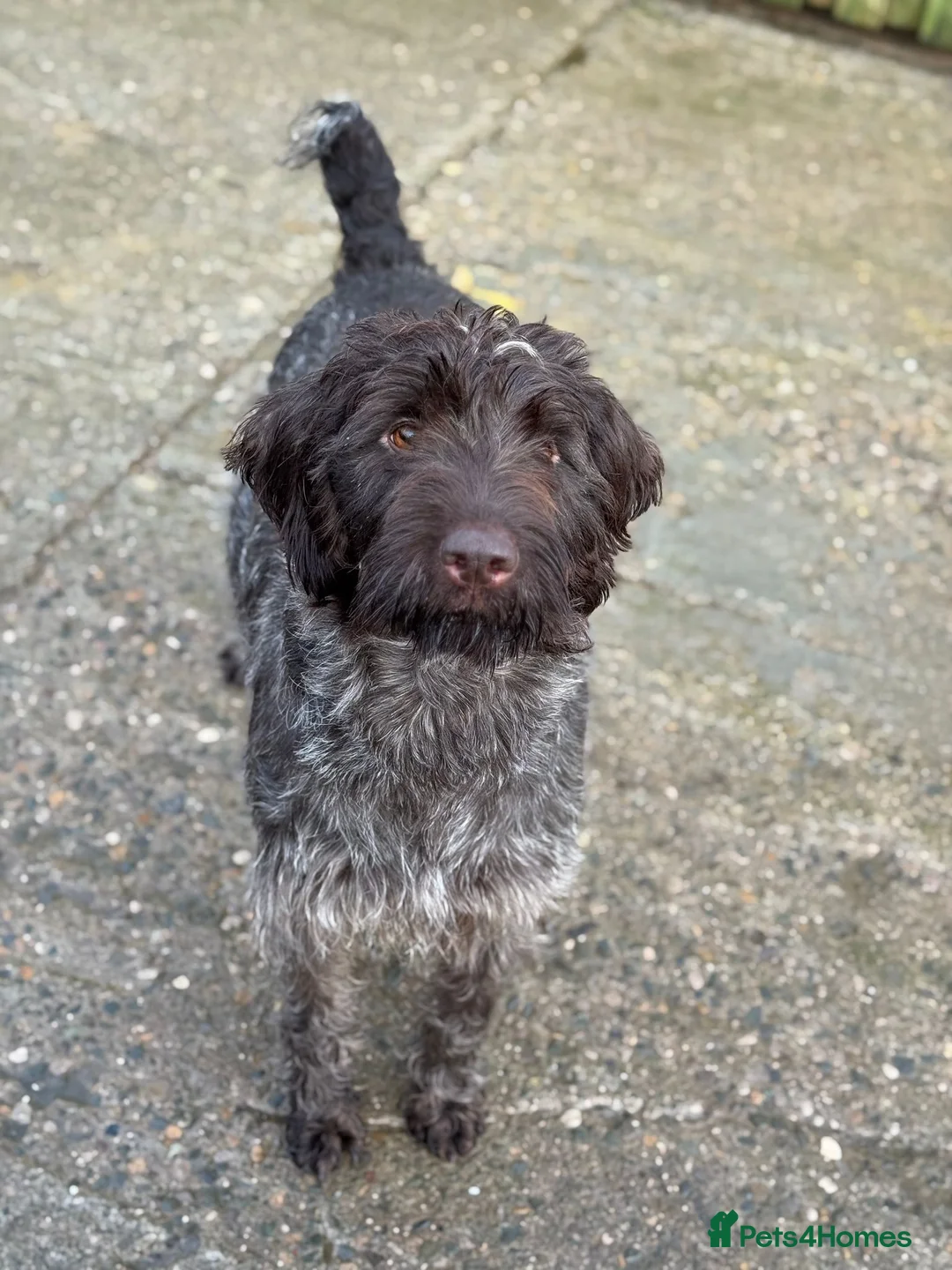 German Wirehaired Pointer dogs for sale: Gorgeous German Wire Haired Pointer Pups - Advert 10