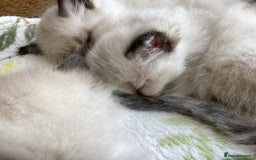 Ragdoll cats for sale: Adorable Ragdoll Kittens - Image 31