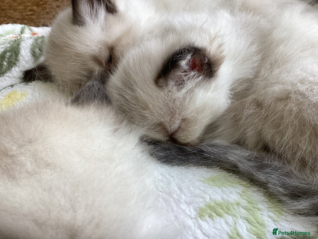 Ragdoll cats for sale: Adorable Ragdoll Kittens - Image 31