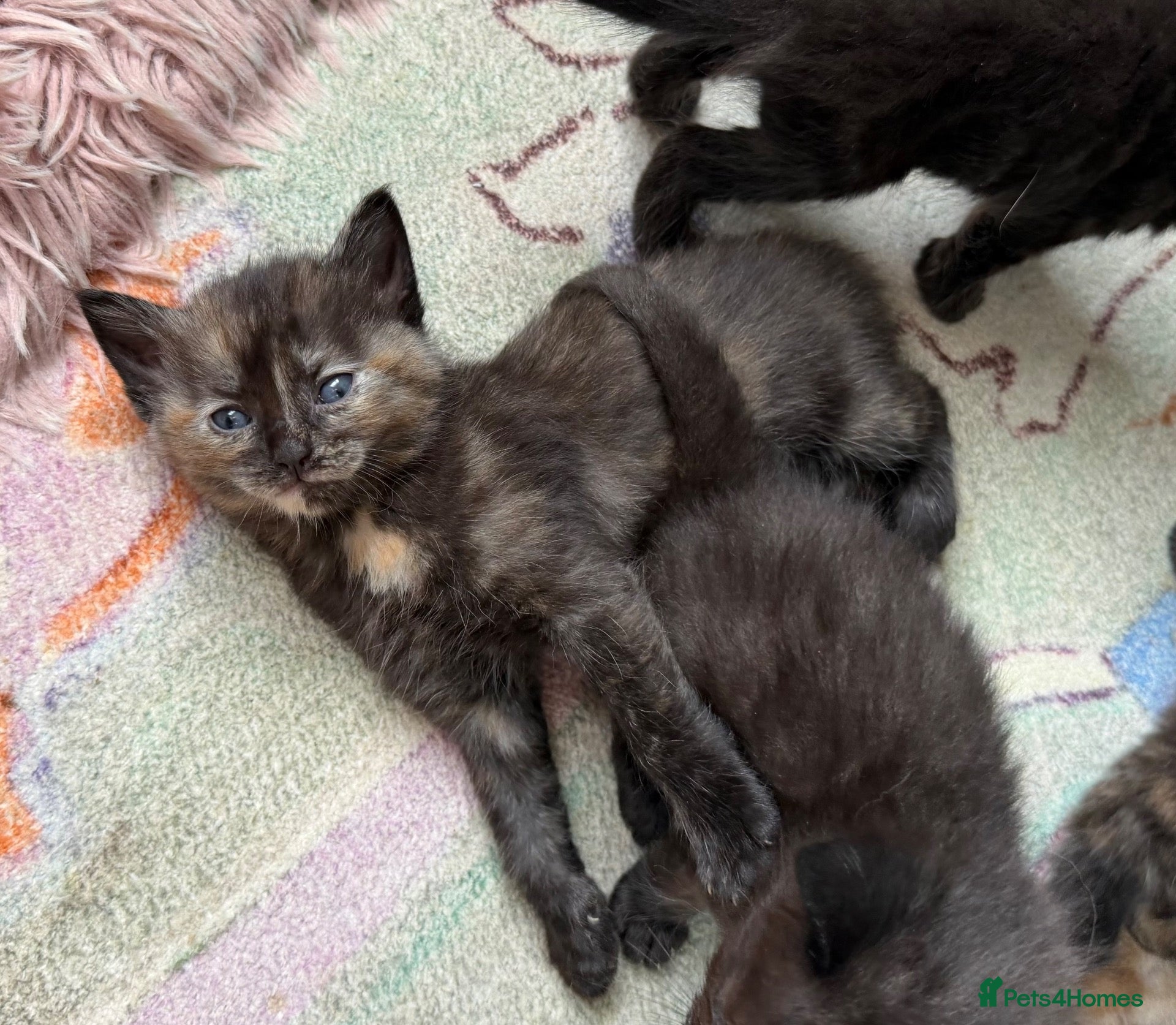 Mixed Breed cats Healthy Fluffy Black Tortie Ragdoll Cross Kittens  - Advert 1