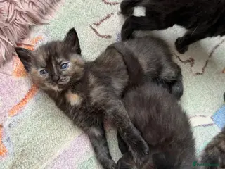 Mixed Breed cats Healthy Fluffy Black Tortie Ragdoll Cross Kittens - Advert 1