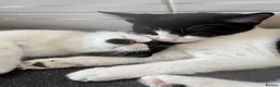 Mixed Breed cats for adoption: Beautiful Black & White Mixed Breed Kittens   in Lichfield - Advert 6