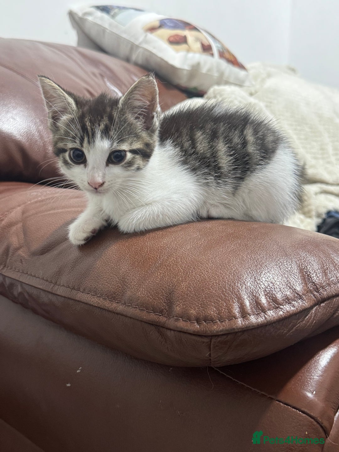 Mixed Breed cats for sale: 3 adorable little kittens ready for forever homes - Image 5