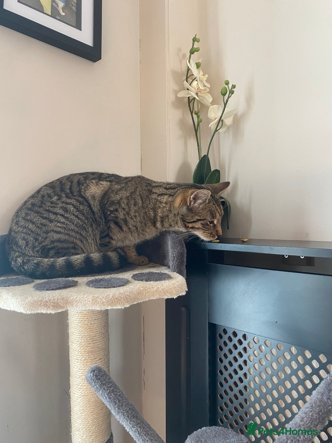 British Shorthair cats for sale: Tabby female kitten - Advert 3