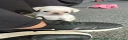 Pug dogs for sale: BEAUTIFUL PUG PUPPIES – NOW AVAILABLE TWO LEFT  - Advert 9