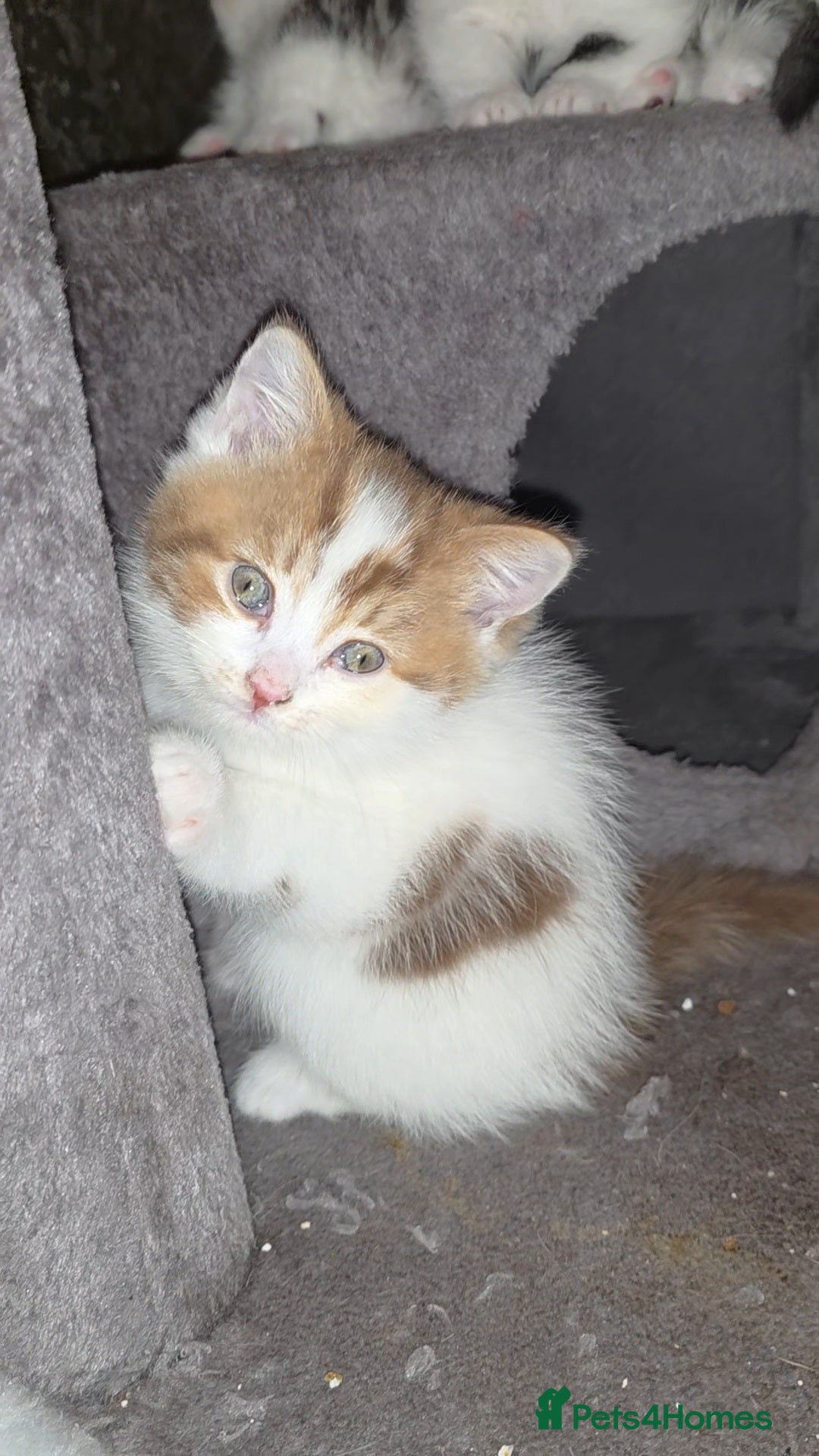 Munchkin cats Munchkin kittens - Advert 4