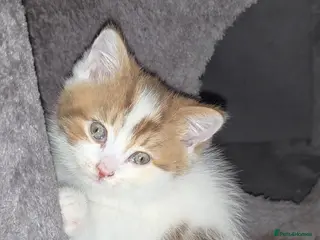 Munchkin cats Munchkin kittens - Advert 4