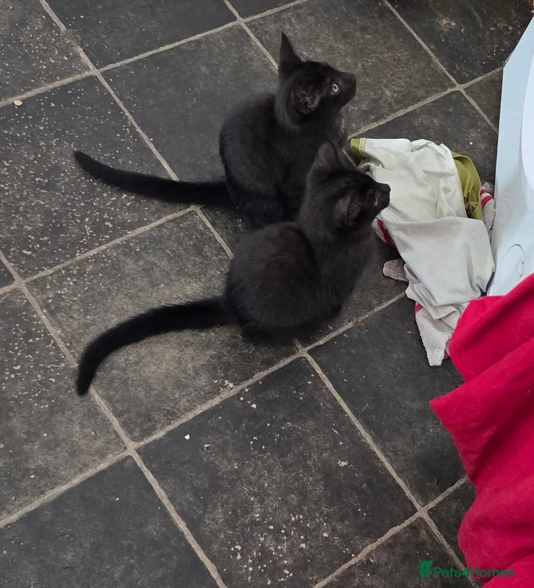 Mixed Breed cats for sale: Ronnie and Reggie - Advert 8