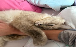 Ragdoll cats for sale: Meet casper - Image 3