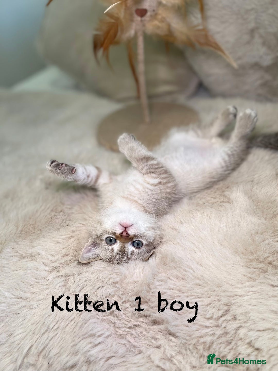 Mixed Breed cats for sale: Stunning kittens ready now  - Advert 3