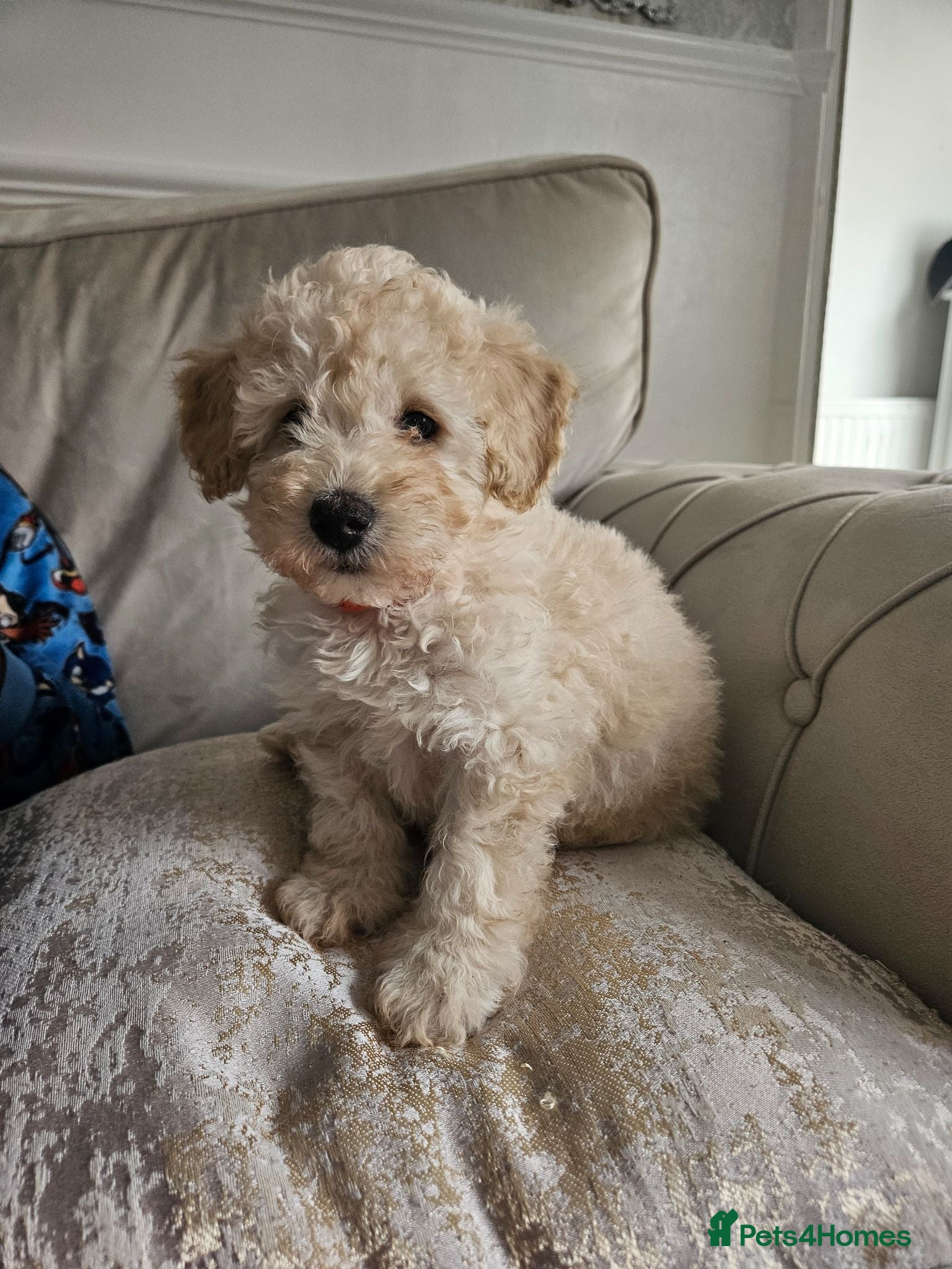 Cavapoo dogs Cavapoo puppies  - Advert 13