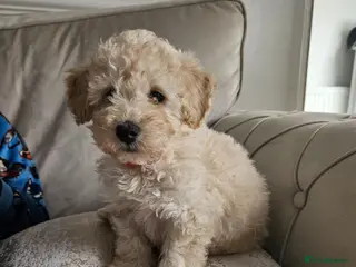 Cavapoo dogs Cavapoo puppies - Advert 4