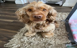 Cocker Spaniel dogs for stud: Proven Chocolate Sable Show Cocker STUD in Hull - Image 13