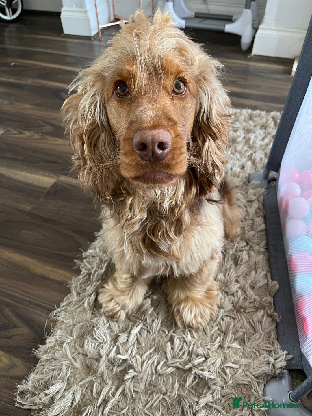 Cocker Spaniel dogs for stud: Proven Chocolate Sable Show Cocker STUD in Hull - Image 13