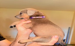 Mixed Breed dogs for sale: Mastiff x rottweiler  - Image 19