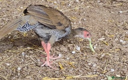 Pheasants poultry for sale: 4 Golden Pheasants and One Silver - Image 3