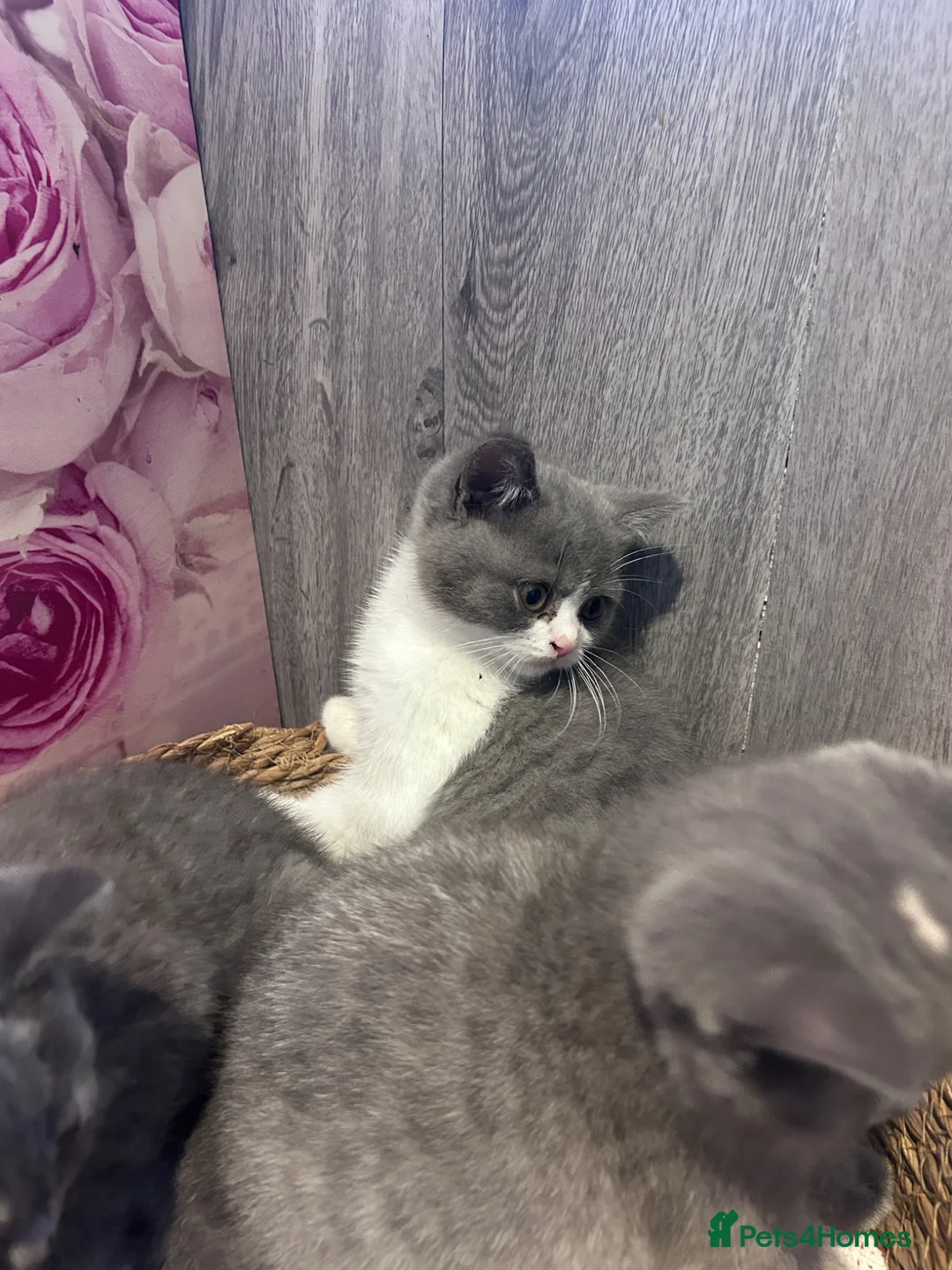 British Shorthair cats for sale: Beautiful kitten 💖 - Advert 18