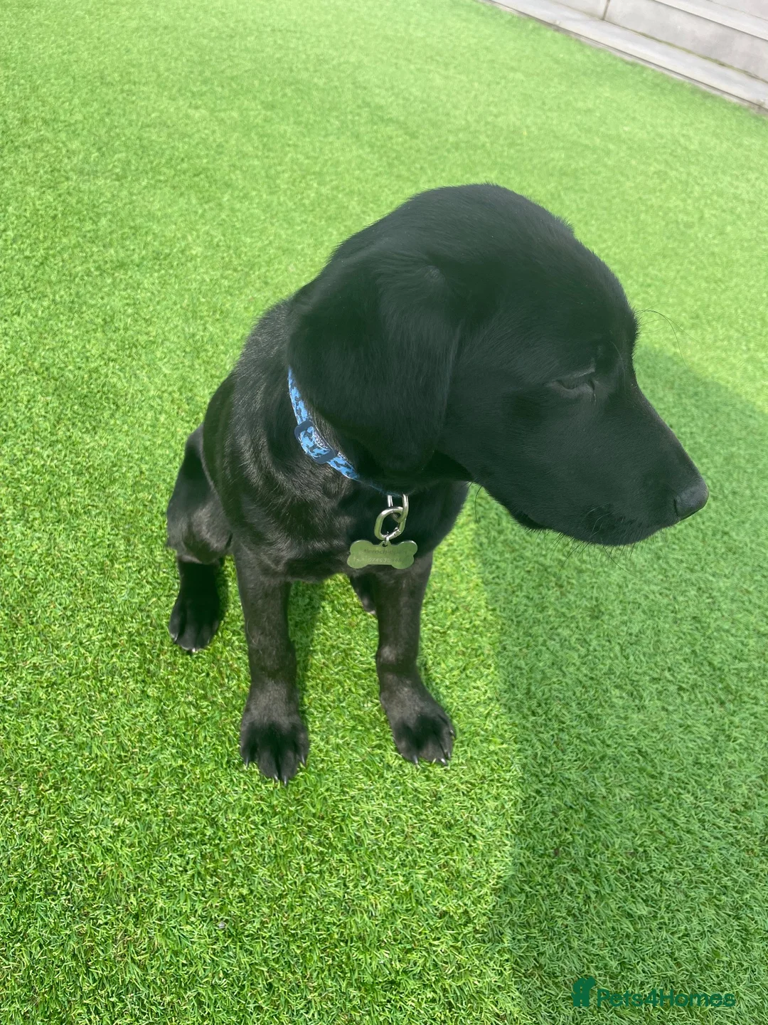 Labrador Retriever dogs for sale: Both parents are pedigreed Labradors in Altrincham - Advert 1