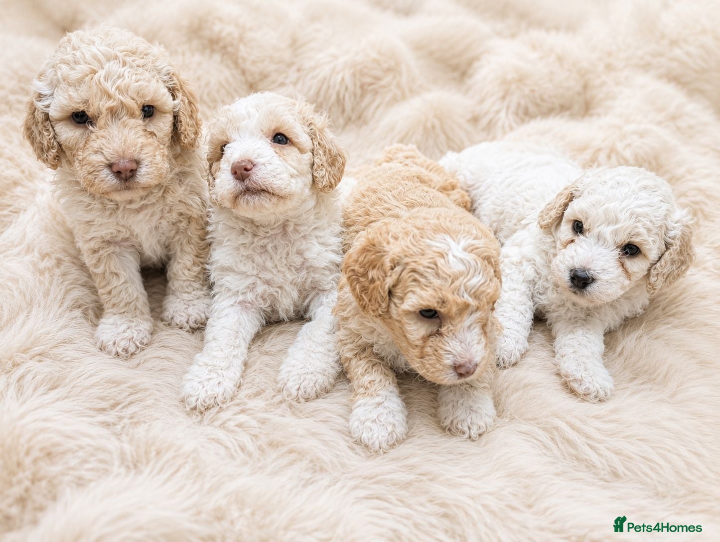 Cavapoochon dogs ❤️ Merle Cavapoochon puppies ❤️ - Advert 1