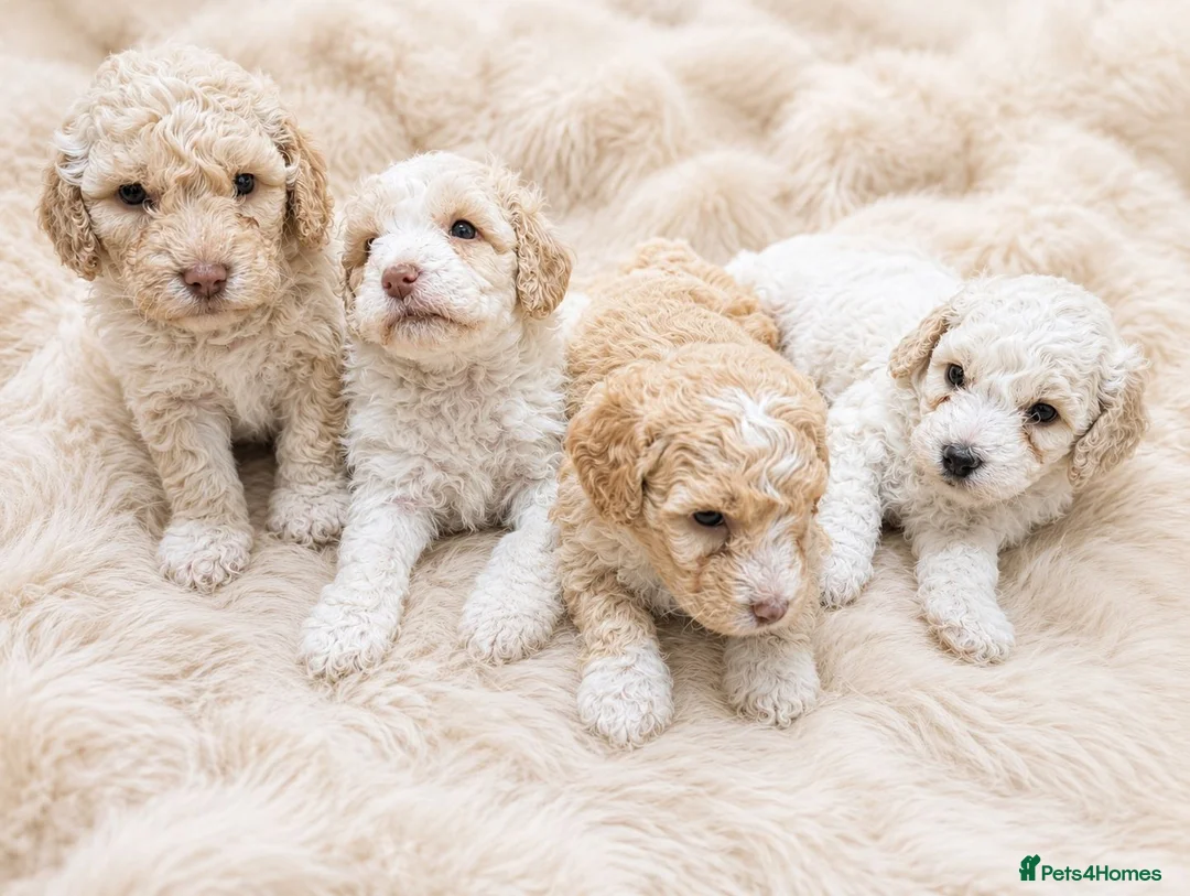 Cavapoochon dogs for sale: ❤️ Merle/champagne Cavapoochon puppies ❤️ - Advert 2