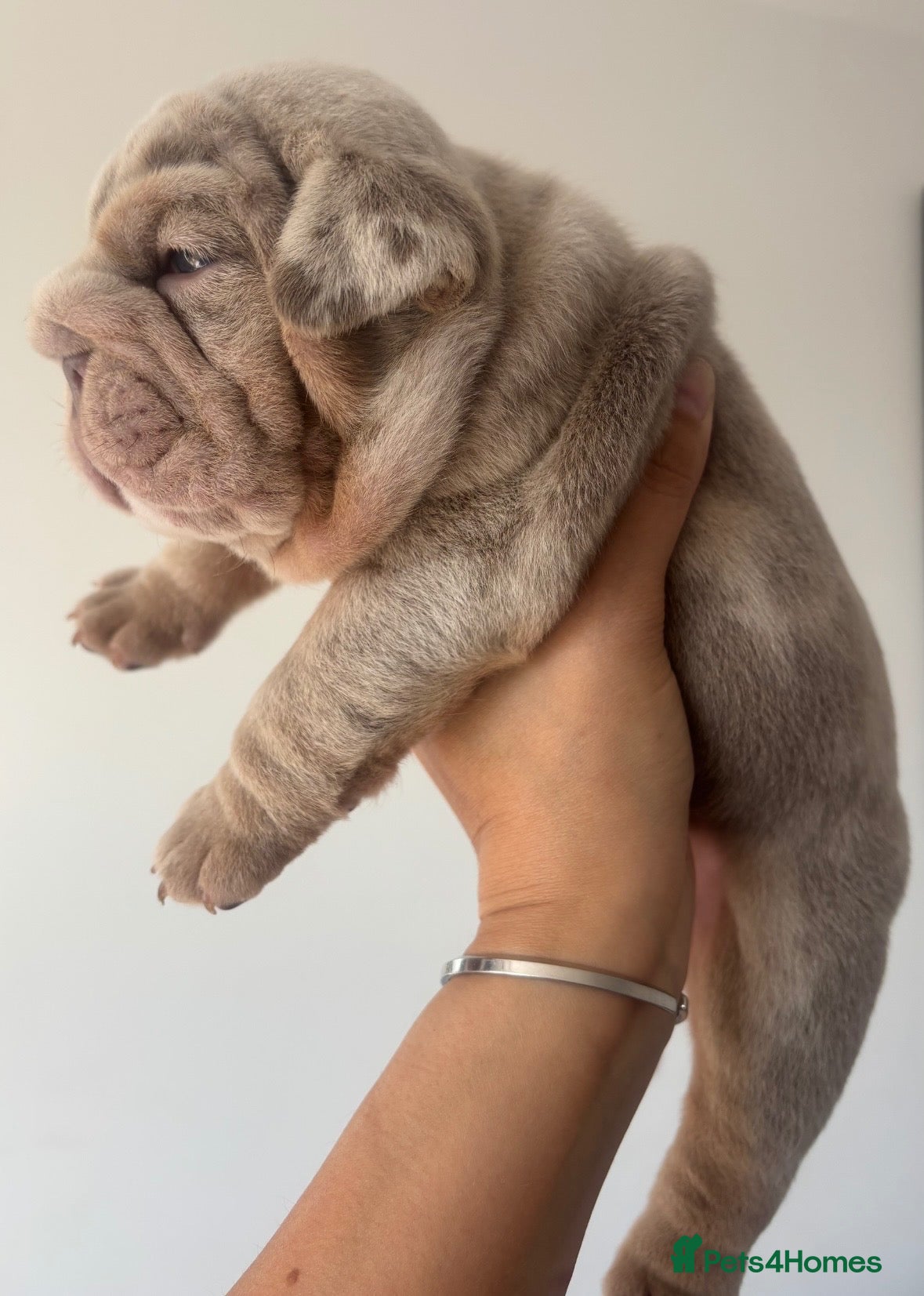 English Bulldog dogs *** QUALITY ENGLISH BULLDOG’s *** - Advert 2