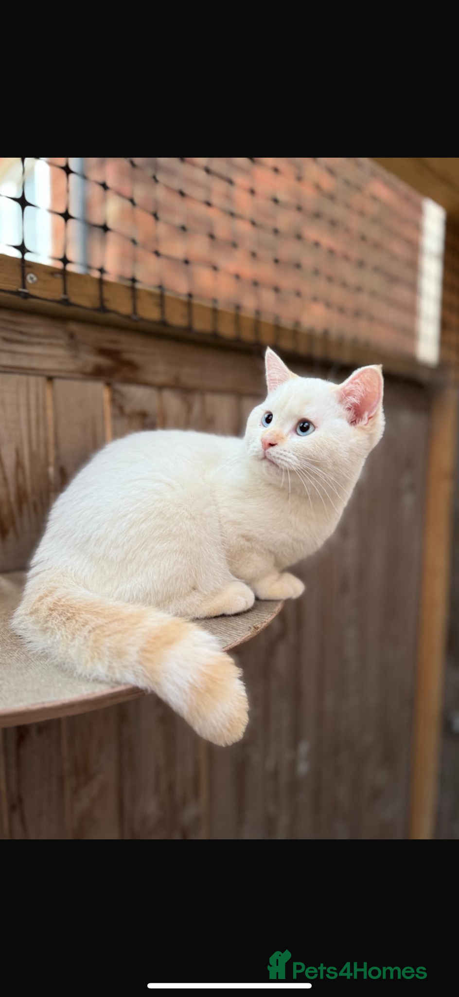 British Shorthair cats Ready to go! - Advert 16