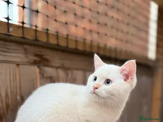 British Shorthair cats Ready to go! - Advert 16