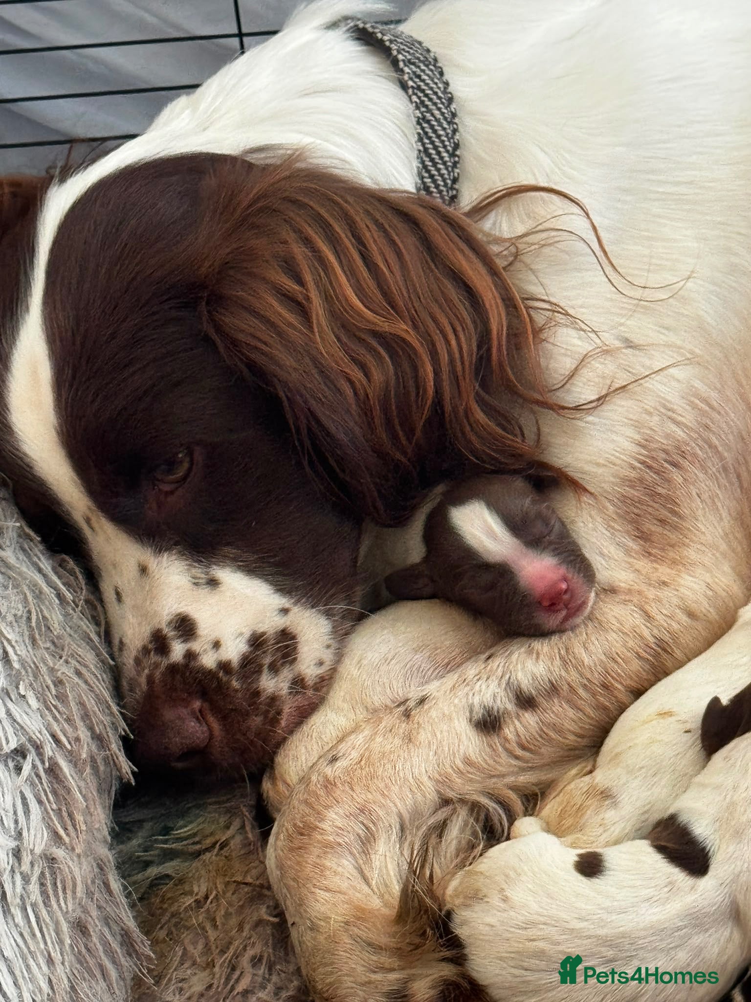 English Springer Spaniel dogs Beautiful Springer Spaniel Puppies  - Advert 2