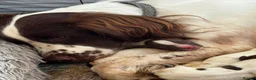 English Springer Spaniel dogs for sale: Beautiful Springer Spaniel Puppies  in Swadlincote - Advert 1