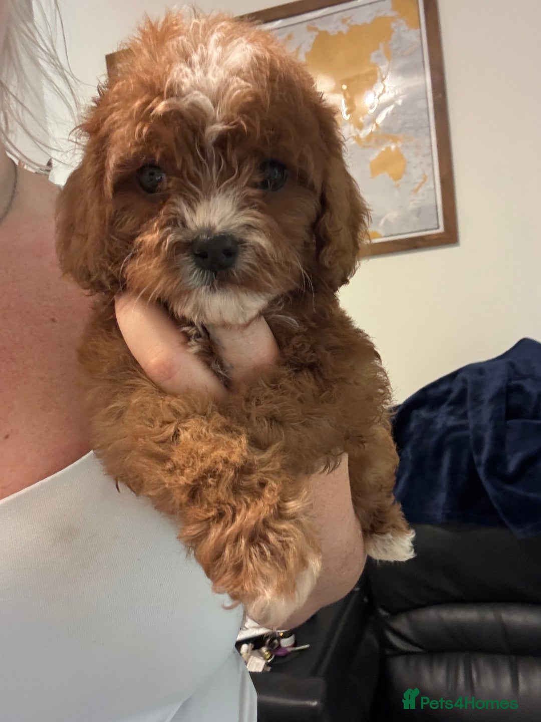 Mixed Breed dogs for sale: Cavapoo puppies  - Advert 11