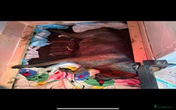 Cane Corso dogs for sale: 2 beautiful cane corso  - Advert 4