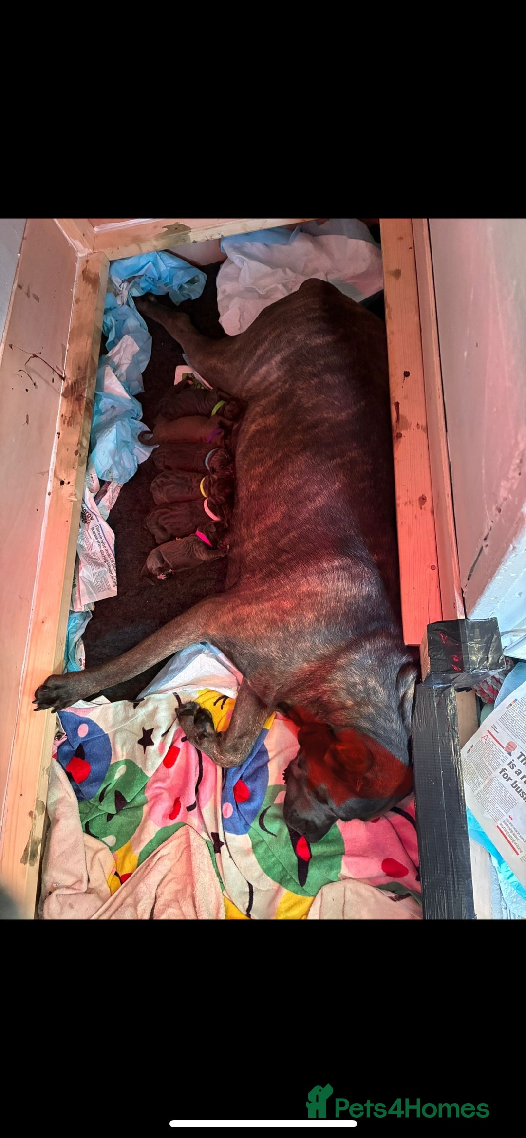 Cane Corso dogs for sale: 2 beautiful cane corso  - Advert 4