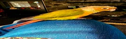 Conures birds for sale: Male Pineapple Conure Small/medium Parrot in Ilfracombe - Advert 3