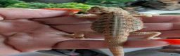 Bearded Dragon reptiles for sale: Hand tame in Pontypool - Advert 14