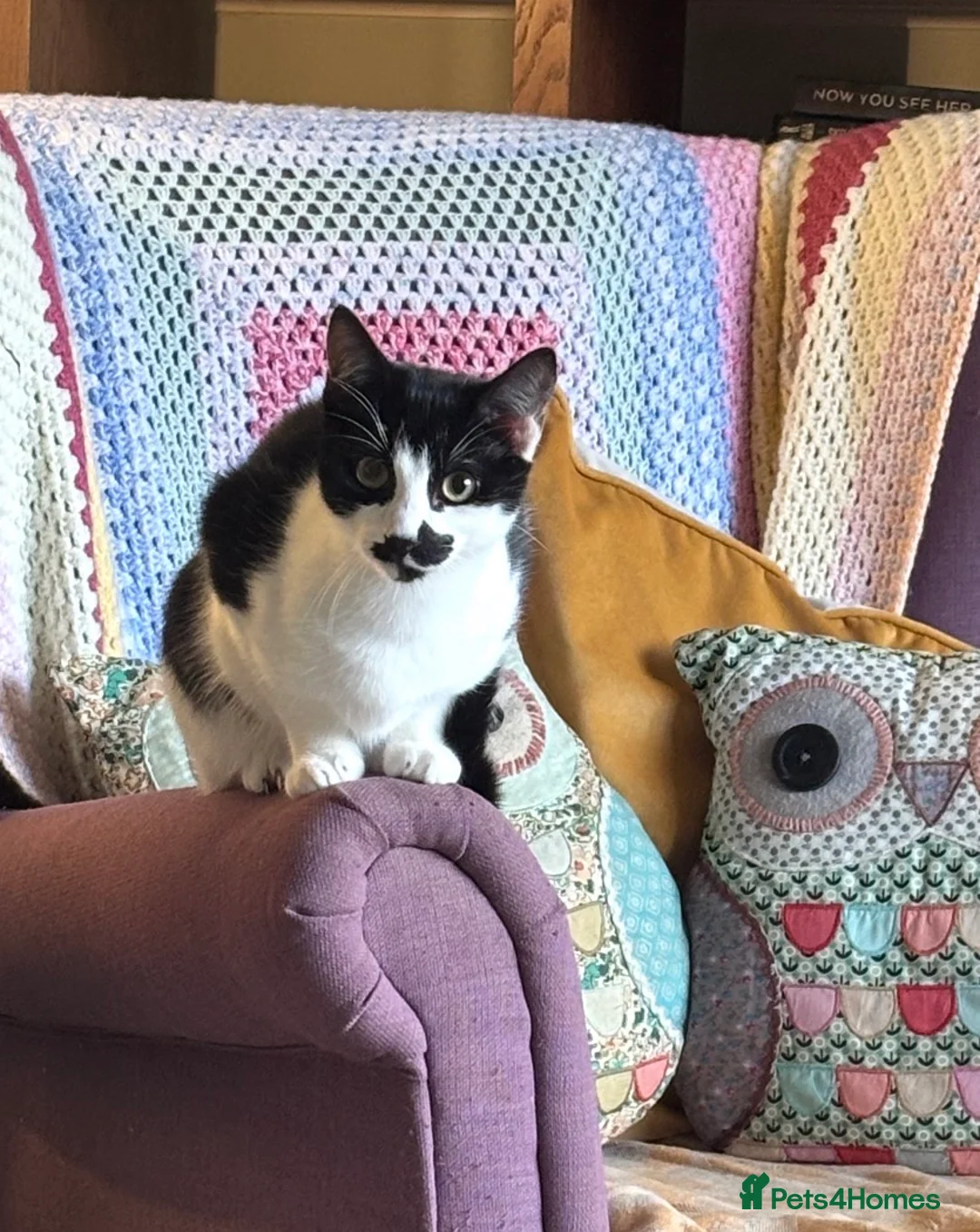 Domestic Shorthair cats for sale: 5 Month Kitten - Advert 3