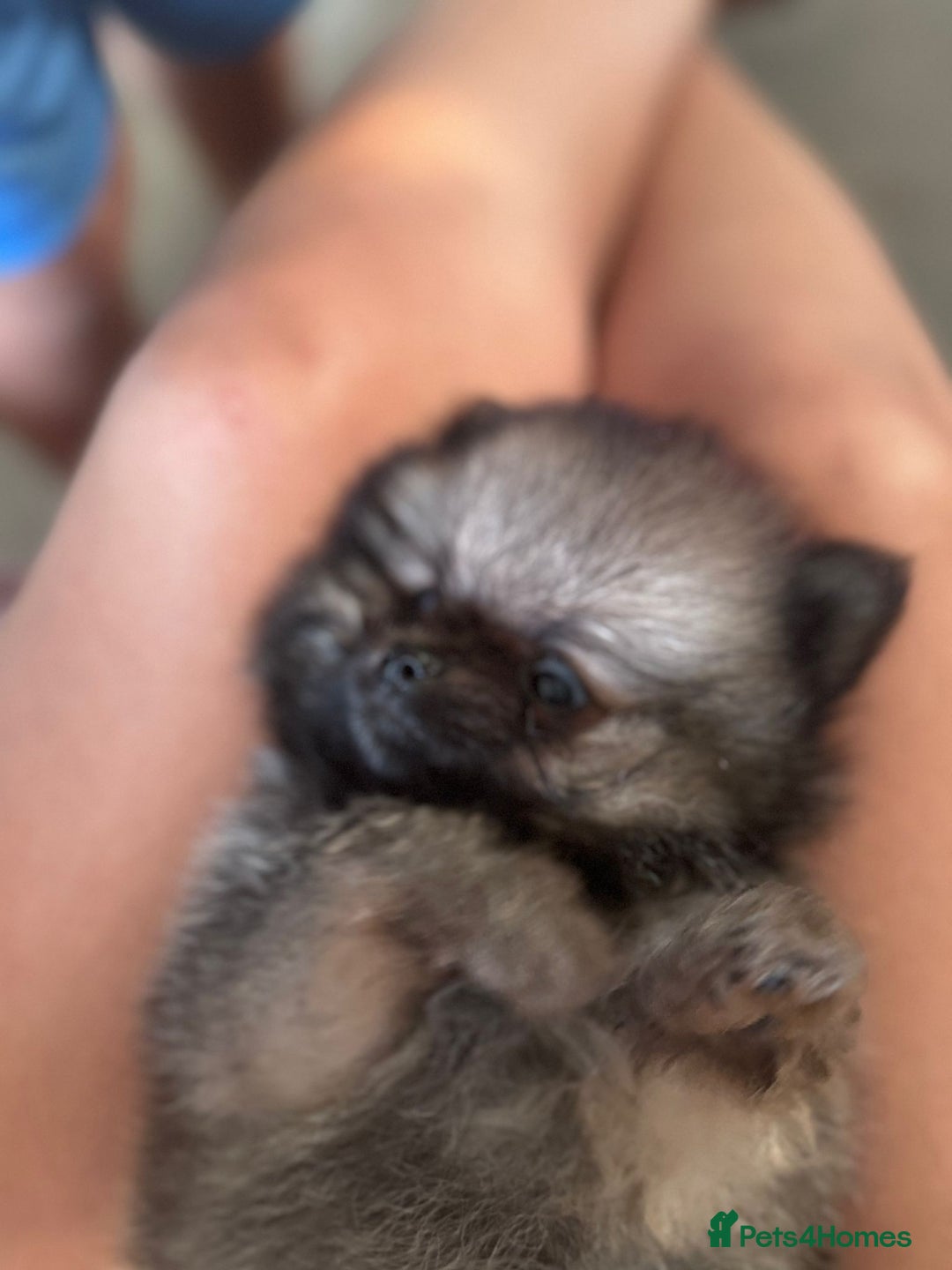 Pomeranian dogs for sale: TINY RUSSIAN / KOREAN TOY POMERANIANS READY NOW - Image 4