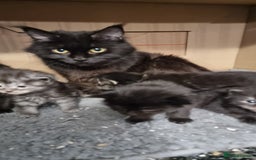 Maine Coon cats for sale: Pedigree Maine Coon Kittens for sale  - Image 3