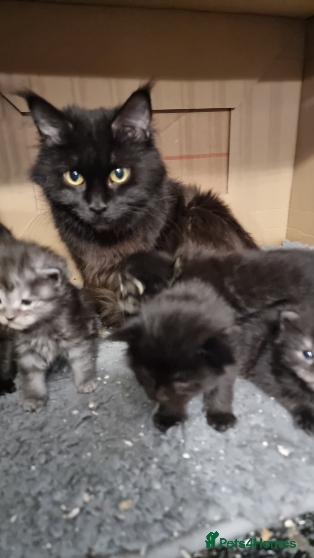 Maine Coon cats for sale: Pedigree Maine Coon Kittens for sale  - Image 3
