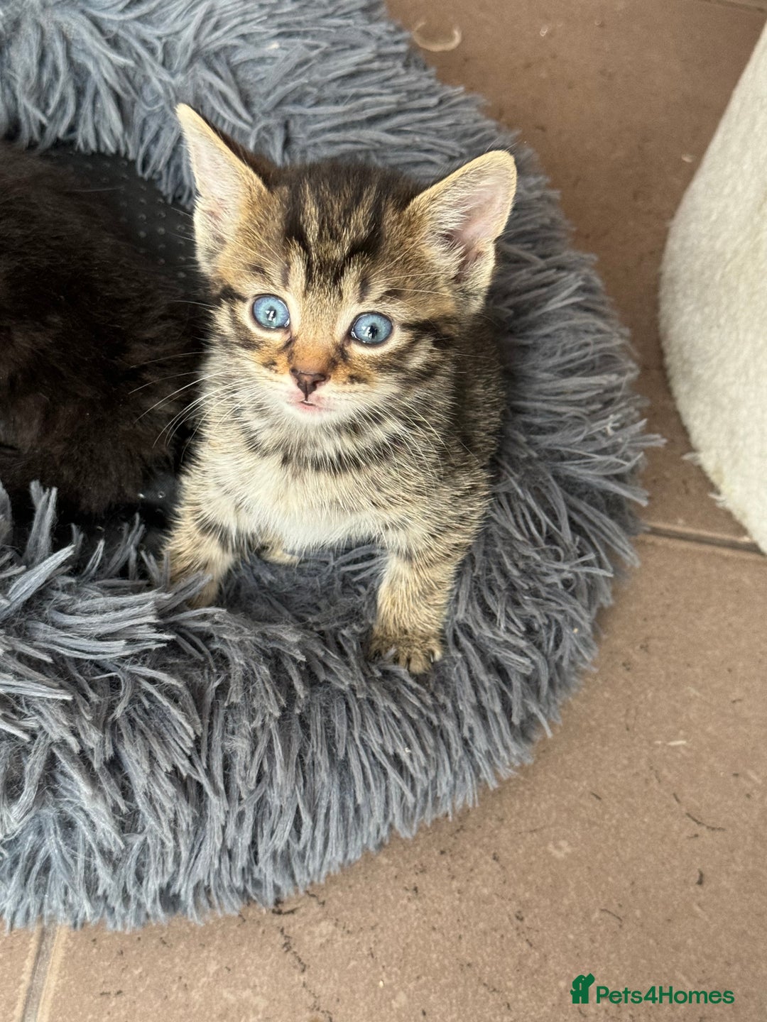 Bengal cats for sale: Kittens for sale in Thornton Heath - Image 9